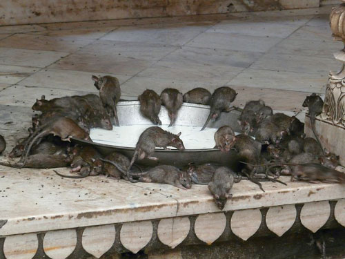 Крысиный монастырь